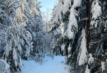 Snø i Fredrikstadmarka. Bilde fra 2024.