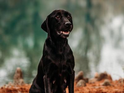 Photo of Dixie​​​​‌﻿‍﻿​‍​‍‌‍﻿﻿‌﻿​‍‌‍‍‌‌‍‌﻿‌‍‍‌‌‍﻿‍​‍​‍​﻿‍‍​‍​‍‌﻿​﻿‌‍​‌‌‍﻿‍‌‍‍‌‌﻿‌​‌﻿‍‌​‍﻿‍‌‍‍‌‌‍﻿﻿​‍​‍​‍﻿​​‍​‍‌‍‍​‌﻿​‍‌‍‌‌‌‍‌‍​‍​‍​﻿‍‍​‍​‍‌‍‍​‌﻿‌​‌﻿‌​‌﻿​​​﻿‍‍​‍﻿﻿​‍﻿﻿‌‍﻿​‌‍﻿﻿‌‍​﻿‌‍​‌‌‍﻿​‌‍‍​‌‍﻿﻿‌﻿​﻿‌﻿‌​​﻿‍‍​﻿​﻿​﻿​﻿​﻿​﻿​﻿​﻿​‍﻿﻿‌‍‍‌‌‍﻿‍‌﻿‌​‌‍‌‌‌‍﻿‍‌﻿‌​​‍﻿﻿‌‍‌‌‌‍‌​‌‍‍‌‌﻿‌​​‍﻿﻿‌‍﻿‌‌‍﻿﻿‌‍‌​‌‍‌‌​﻿﻿‌‌﻿​​‌﻿​‍‌‍‌‌‌﻿​﻿‌‍‌‌‌‍﻿‍‌﻿‌​‌‍​‌‌﻿‌​‌‍‍‌‌‍﻿﻿‌‍﻿‍​﻿‍﻿‌‍‍‌‌‍‌​​﻿﻿‌‌‍​‌‌‍‌‍​﻿‍‌​﻿‌‍‌‍​‌‌‍​‌​﻿‌​​﻿​​​‍﻿‌​﻿‌‍​﻿​‍​﻿‍​​﻿​​​‍﻿‌​﻿‌​‌‍​‍​﻿‌‌‌‍‌‌​‍﻿‌​﻿‍​​﻿‍‌​﻿​​​﻿‌‍​‍﻿‌‌‍​﻿‌‍‌‌‌‍‌​​﻿‌‌​﻿​‍​﻿‌‍​﻿​﻿​﻿‌‍‌‍‌‍‌‍‌‌​﻿‍‌‌‍​‍​﻿‍﻿‌﻿‌​‌﻿‍‌‌﻿​​‌‍‌‌​﻿﻿‌‌‍‌​‌‍﻿﻿‌‍‌﻿​﻿‍﻿‌﻿​​‌‍​‌‌﻿‌​‌‍‍​​﻿﻿‌‌‍​﻿‌‍​‌‌‍﻿​‌‍﻿​‌​﻿‍‌‍​‌‌‍﻿‌‌‍‌‌​﻿﻿﻿‌‍​‍‌‍​‌‌﻿​﻿‌‍‌‌‌‌‌‌‌﻿​‍‌‍﻿​​﻿﻿‌‌‍‍​‌﻿‌​‌﻿‌​‌﻿​​​‍‌‌​﻿​﻿‌​​‌​‍‌‌​﻿​‍‌​‌‍​‍‌‌​﻿​‍‌​‌‍‌‍﻿​‌‍﻿﻿‌‍​﻿‌‍​‌‌‍﻿​‌‍‍​‌‍﻿﻿‌﻿​﻿‌﻿‌​​‍‌‌​﻿​﻿‌​​‌​﻿​﻿​﻿​﻿​﻿​﻿​﻿​﻿​‍‌‍‌‍‍‌‌‍‌​​﻿﻿‌‌‍​‌‌‍‌‍​﻿‍‌​﻿‌‍‌‍​‌‌‍​‌​﻿‌​​﻿​​​‍﻿‌​﻿‌‍​﻿​‍​﻿‍​​﻿​​​‍﻿‌​﻿‌​‌‍​‍​﻿‌‌‌‍‌‌​‍﻿‌​﻿‍​​﻿‍‌​﻿​​​﻿‌‍​‍﻿‌‌‍​﻿‌‍‌‌‌‍‌​​﻿‌‌​﻿​‍​﻿‌‍​﻿​﻿​﻿‌‍‌‍‌‍‌‍‌‌​﻿‍‌‌‍​‍​‍‌‍‌﻿‌​‌﻿‍‌‌﻿​​‌‍‌‌​﻿﻿‌‌‍‌​‌‍﻿﻿‌‍‌﻿​‍‌‍‌﻿​​‌‍​‌‌﻿‌​‌‍‍​​﻿﻿‌‌‍​﻿‌‍​‌‌‍﻿​‌‍﻿​‌​﻿‍‌‍​‌‌‍﻿‌‌‍‌‌​‍‌‍‌﻿​​‌‍‌‌‌﻿​‍‌﻿​﻿‌﻿​​‌‍‌‌‌‍​﻿‌﻿‌​‌‍‍‌‌﻿‌‍‌‍‌‌​﻿﻿‌‌﻿​​‌﻿‌‌‌‍​‍‌‍﻿​‌‍‍‌‌﻿​﻿‌‍‍​‌‍‌‌‌‍‌​​‍​‍‌﻿﻿‌