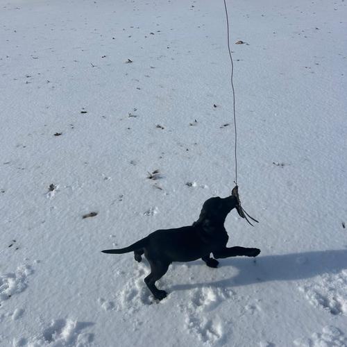 Photo of Dixie and Reef Christmas 2025