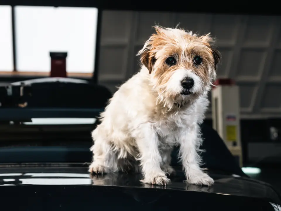 Bentley