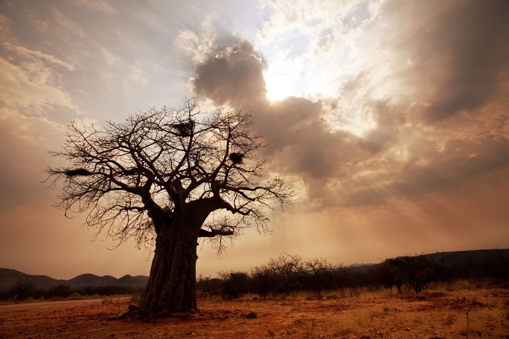 À la découverte du symbolisme du baobab dans « Le Petit Prince » – Une leçon de croissance et d’initiative
