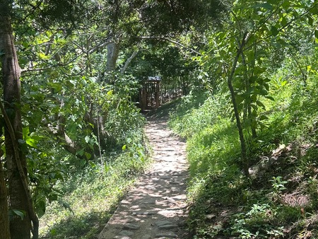 Schattiger Waldweg mit Kopfsteinpflaster, der zum Adlernest führt