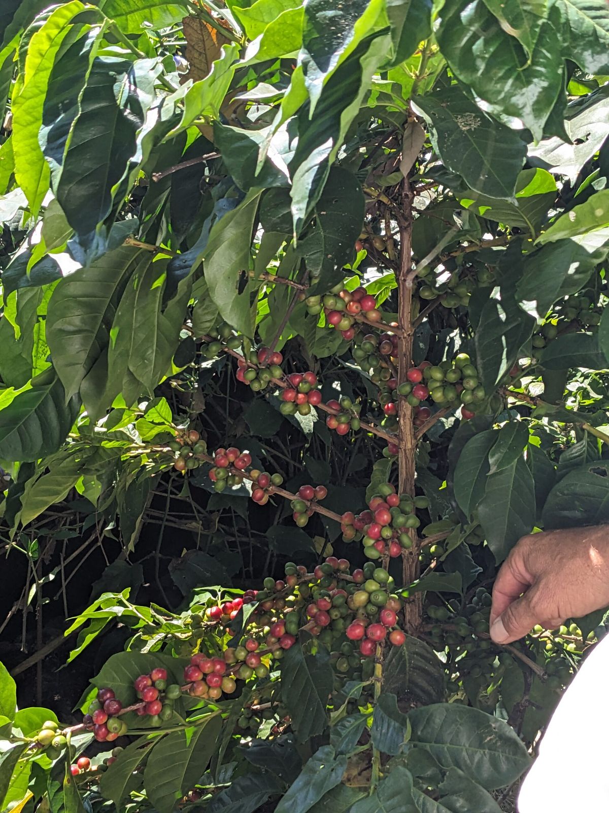 coffee tour in guatemala