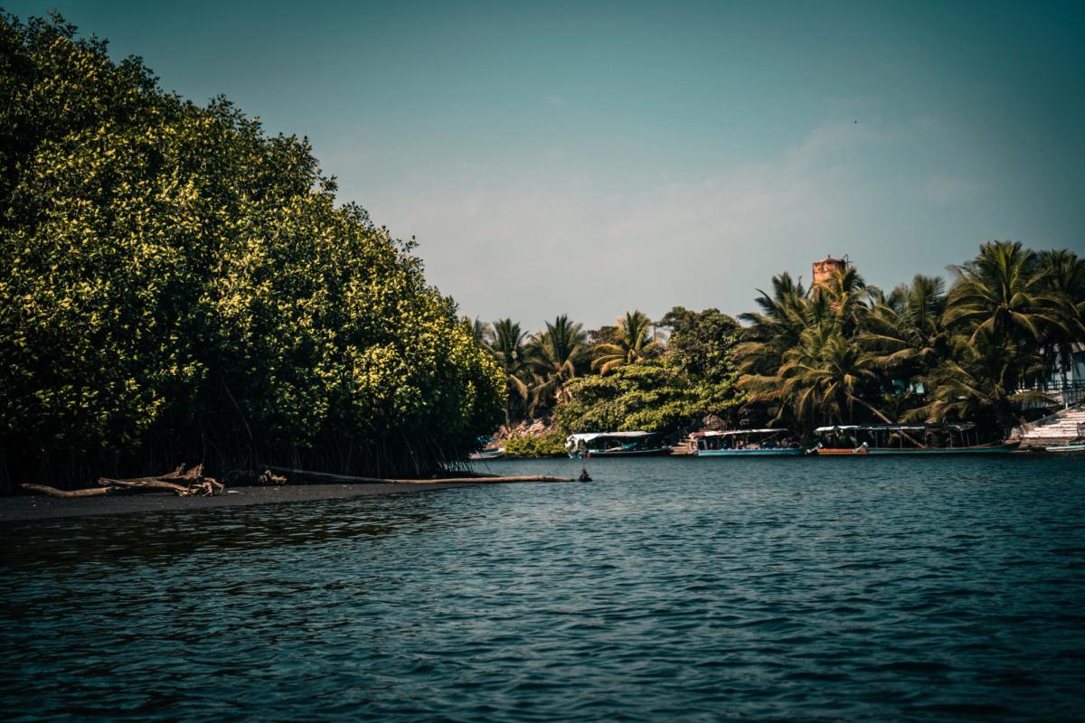 Mangroves