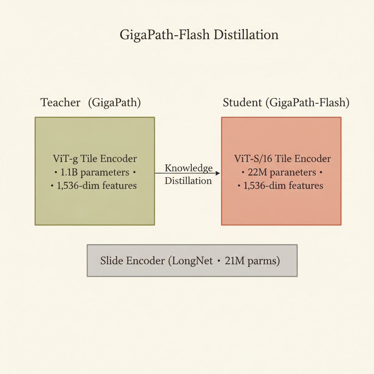 GigaPath-Flash distills a 1.1-billion-parameter vision transformer teacher to a 22-million-parameter student while retaining a shared slide encoder.