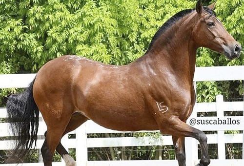caballo-criollo-colombiano