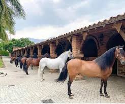 Cuato cuesta un caballo en colombia
