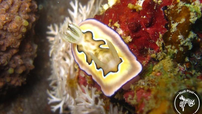 Goniobranchus coi a.k.a Chromodoris coi