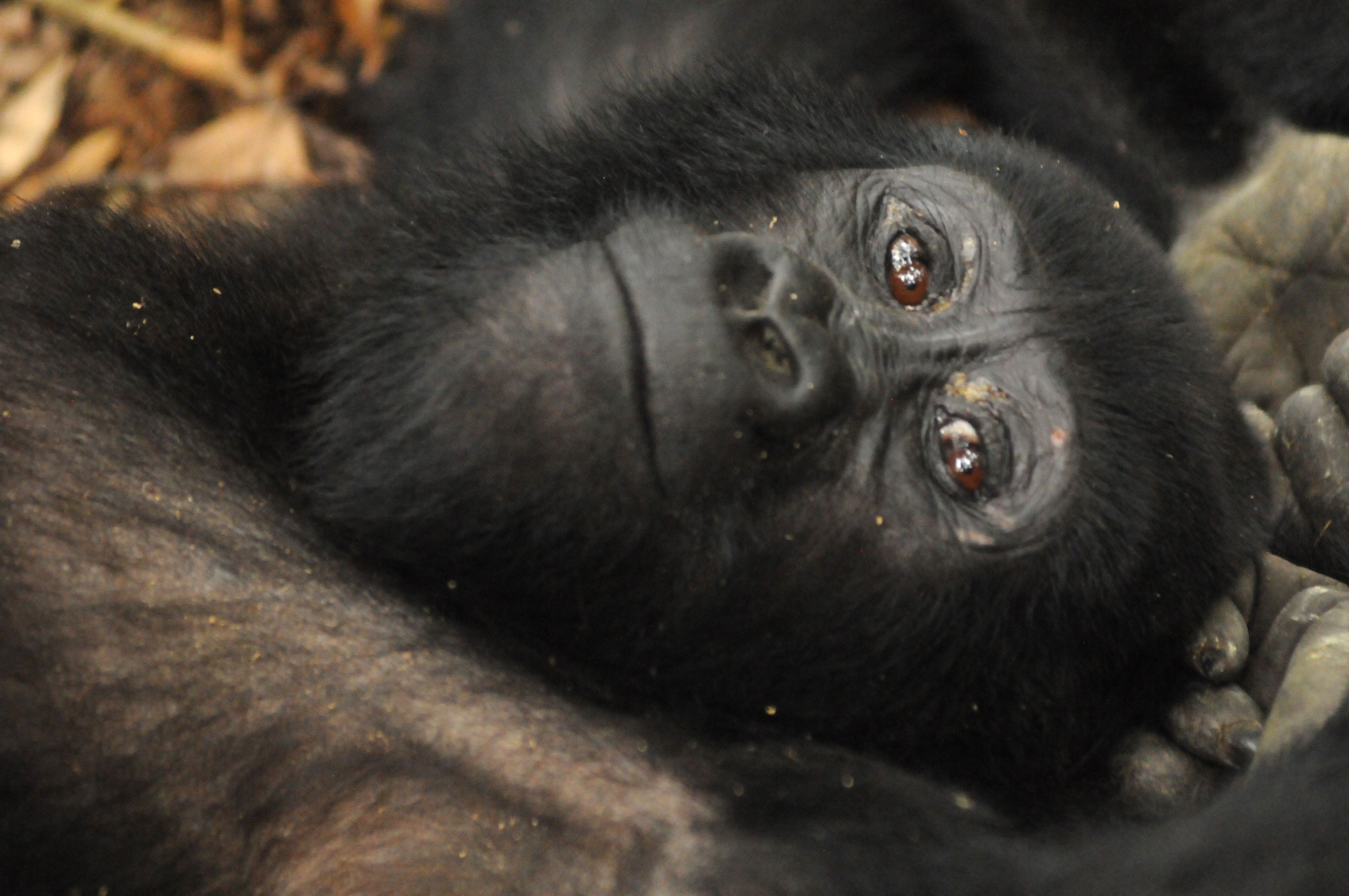 Wildes Uganda: Berggorillas, Savanne & der Nil