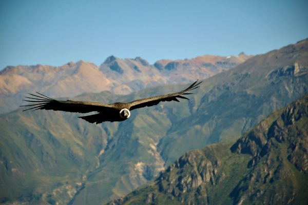 (10.09.2027) Beginn der 2-tägigen Tour ins Colca-Tal