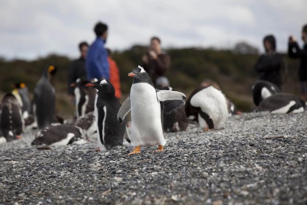 Treffen mit Pinguinen im Beagle-Kanal