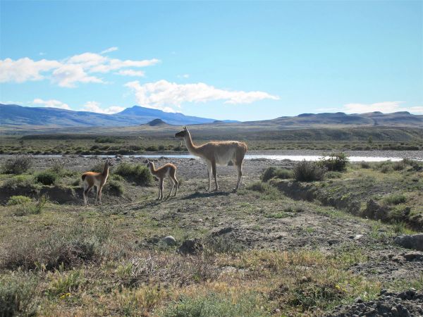 Freier Tag zum Erleben der wilden Natur Patagoniens