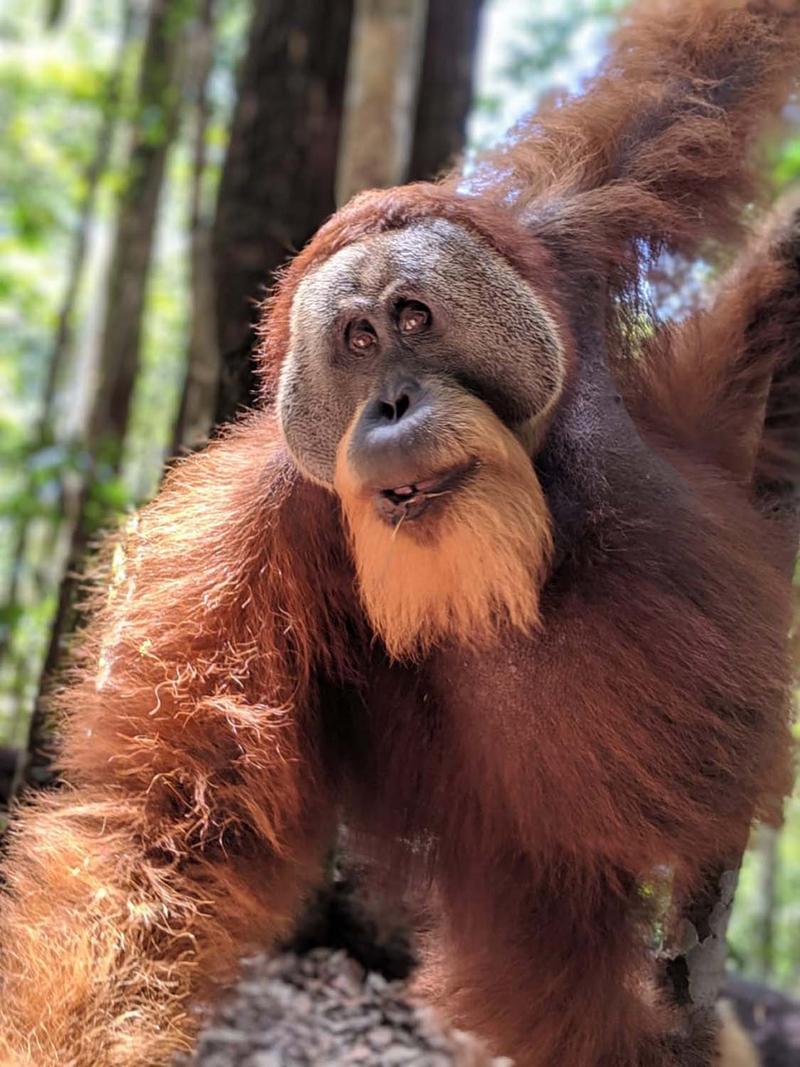 Wildes Sumatra – Orang-Utans, Vulkane & Toba-See