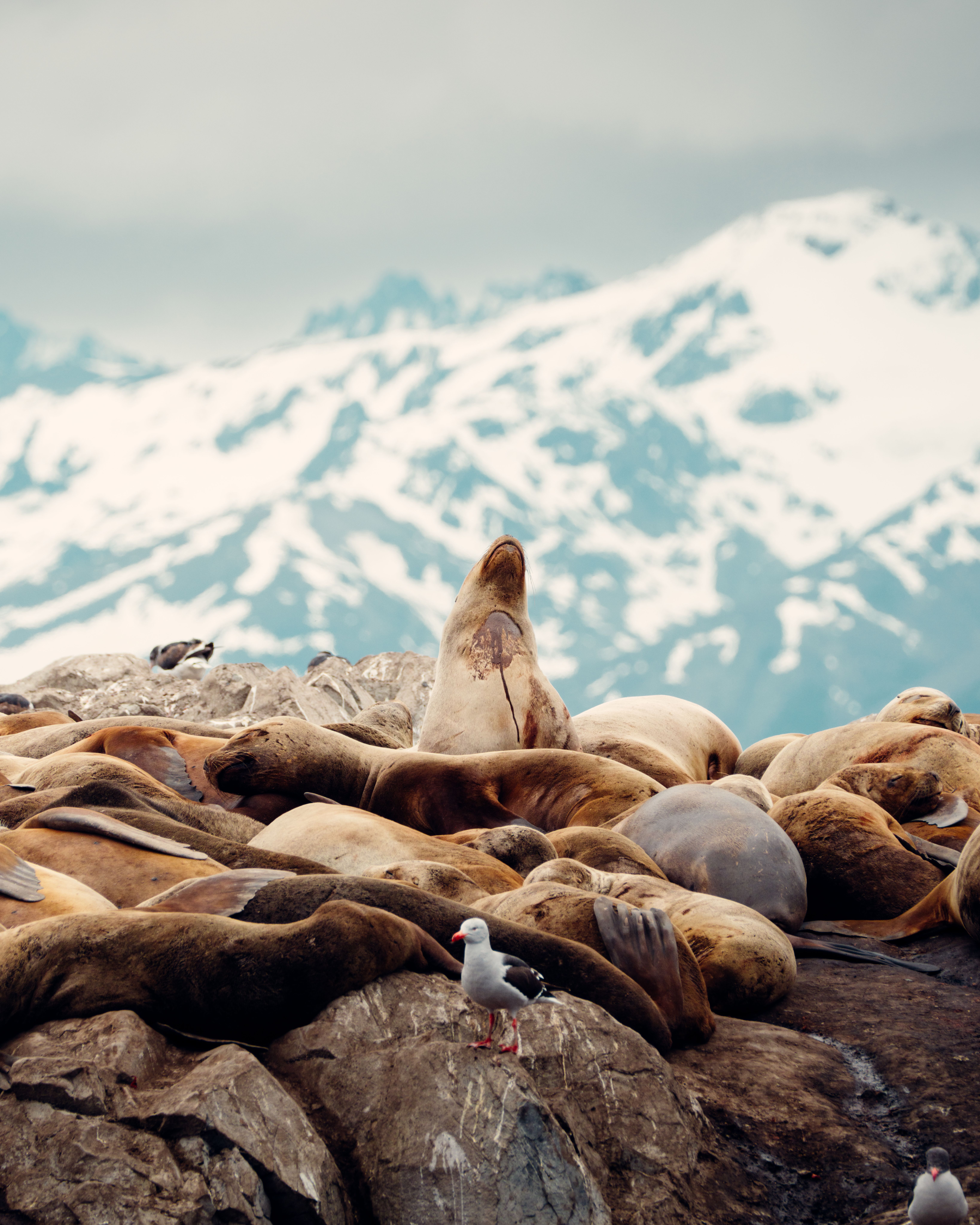 Ushuaia Seelöwe