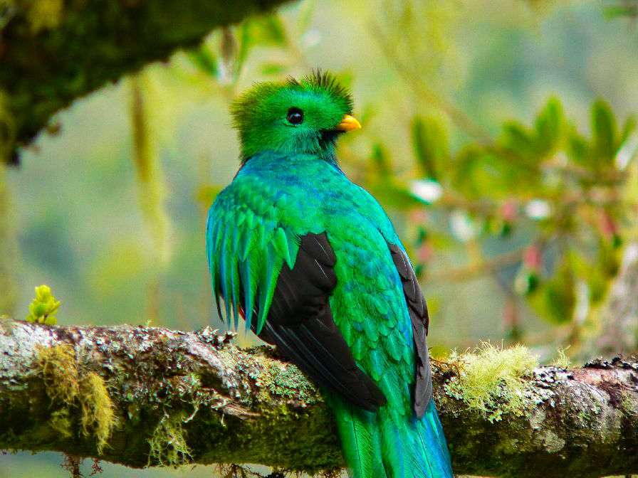 Quetzal