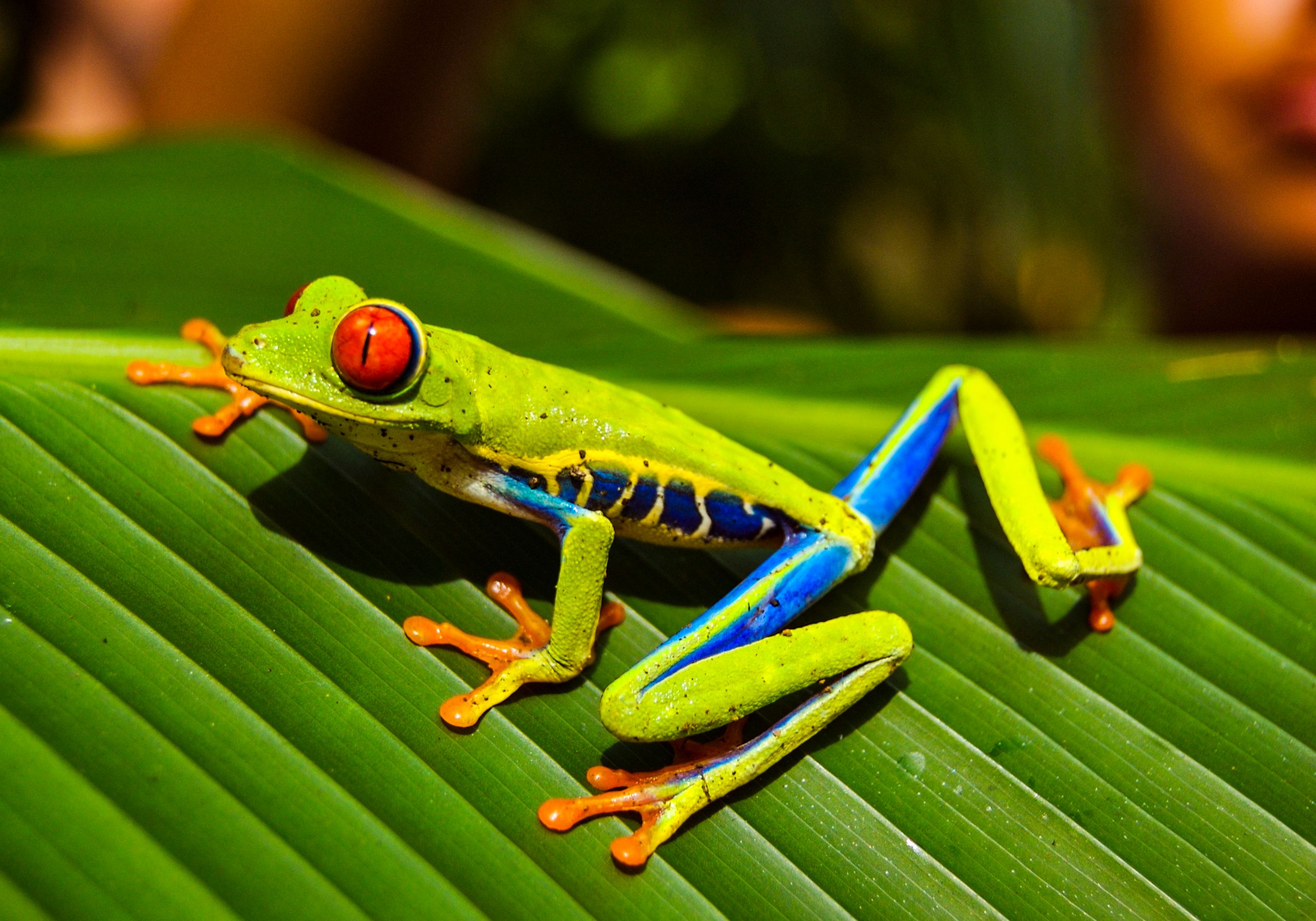 Rotaugenlaubfrosch