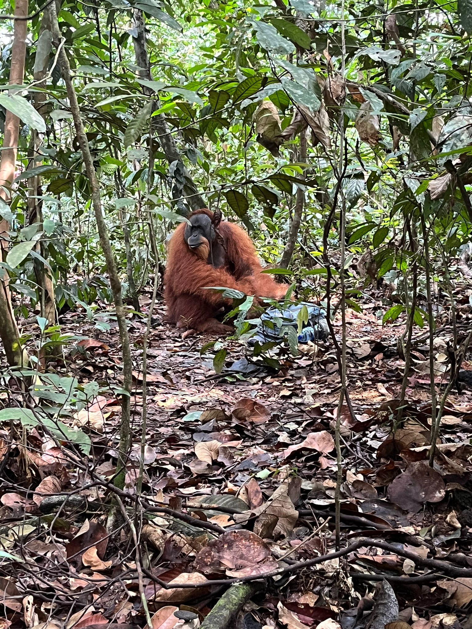 Orang-Utan im Wald