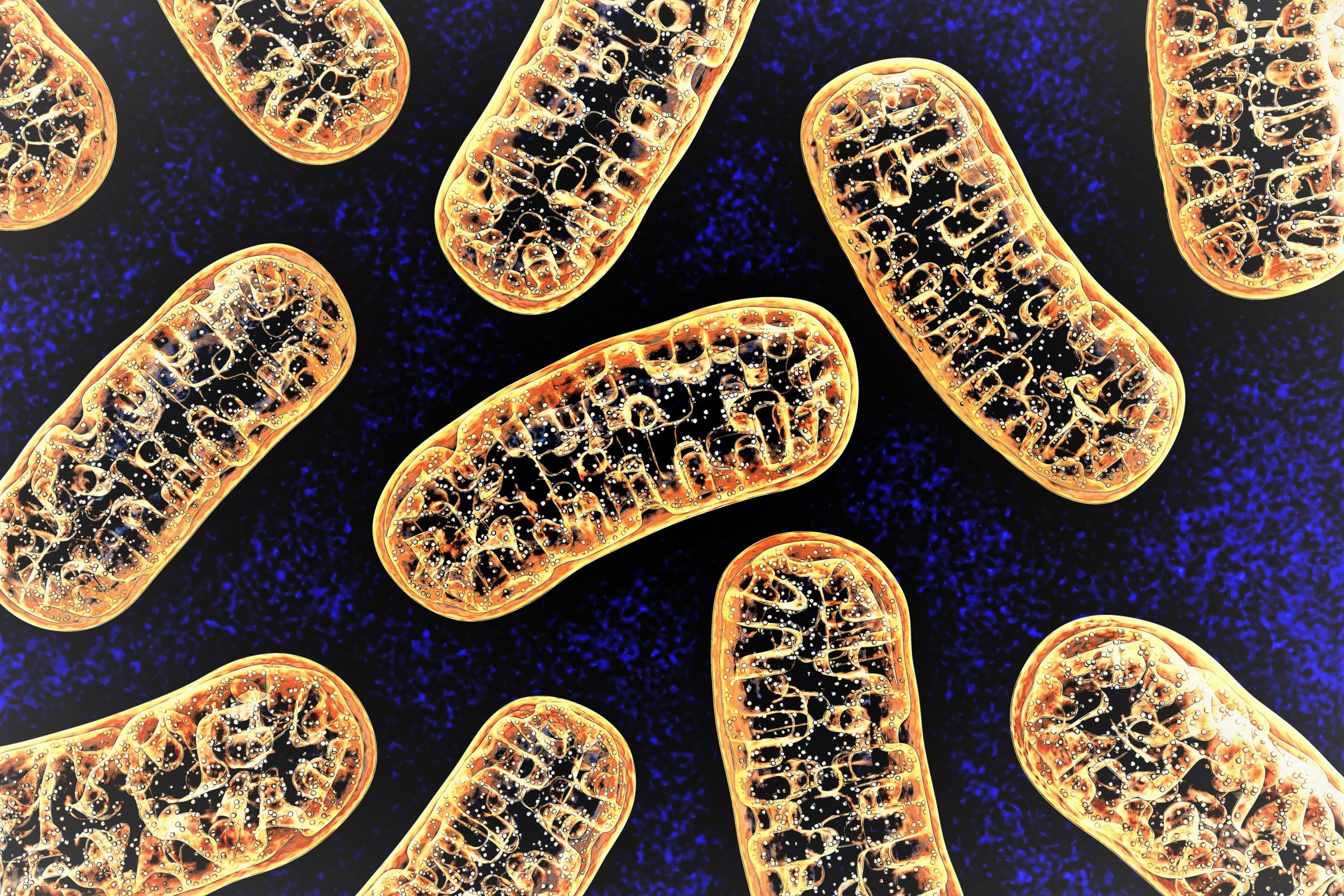 Mitochondria imagery