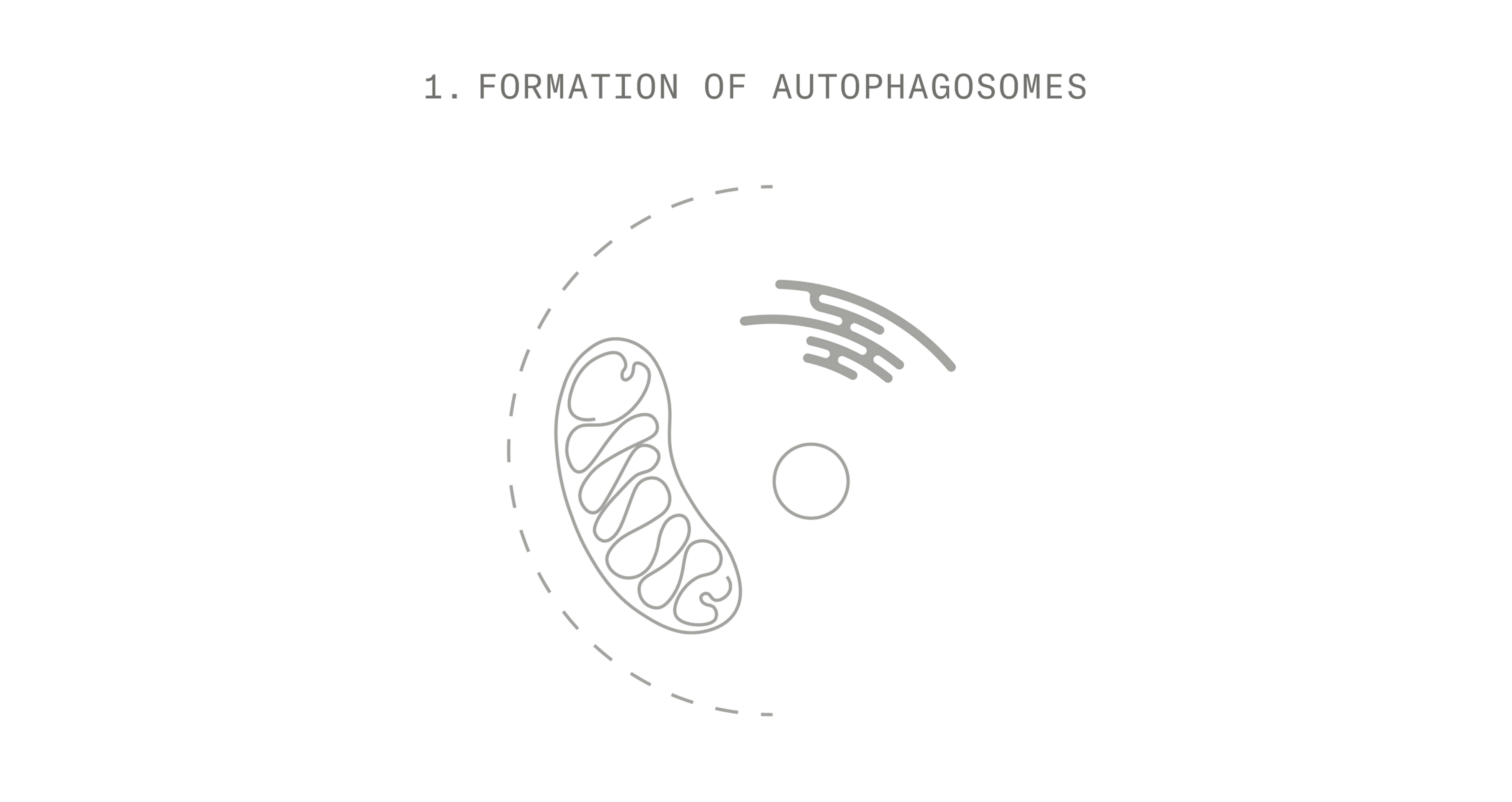 Autophagy Stage 1