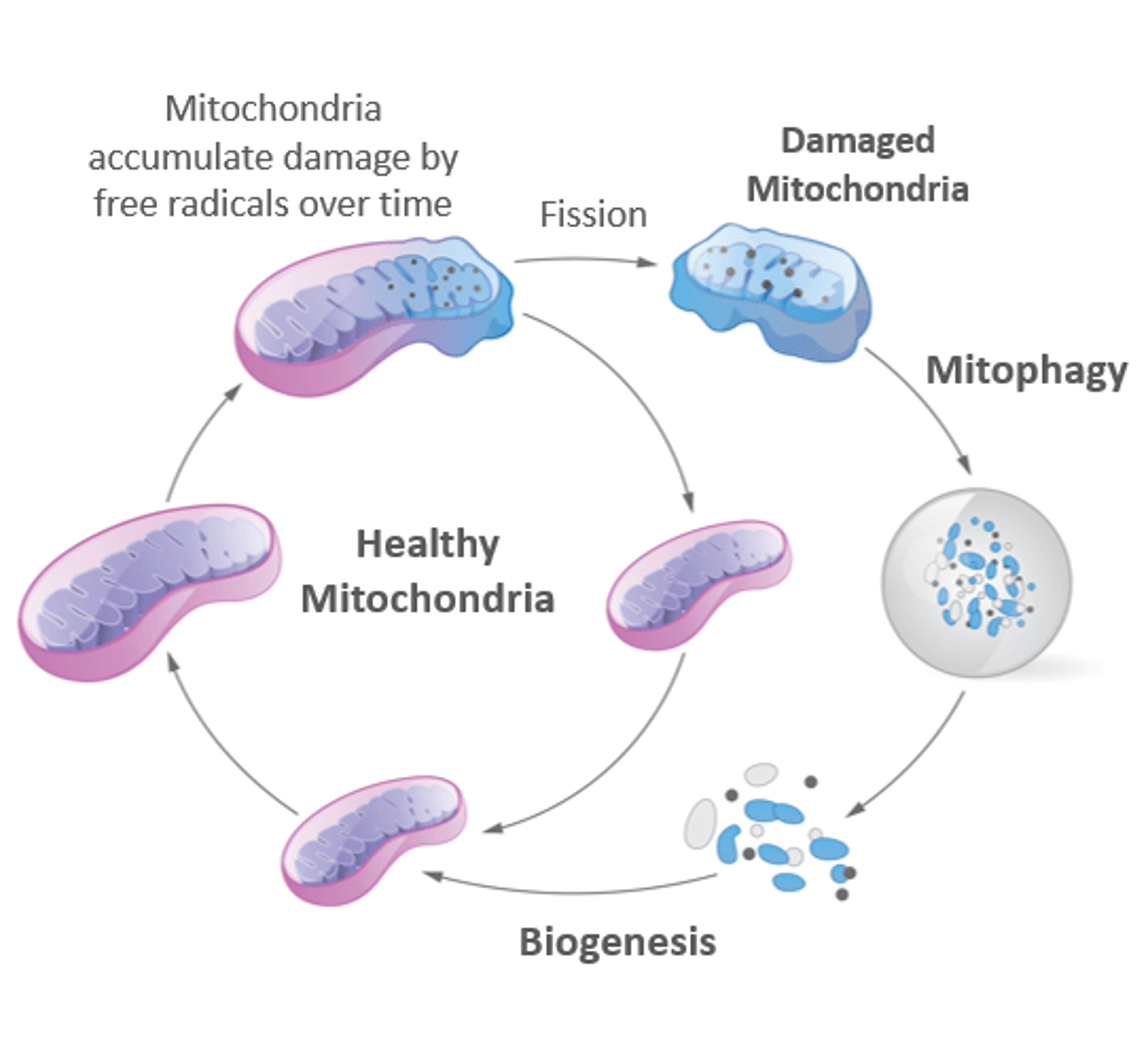 Mitophagy and biogenesis are key processes that are coordinated to maintain our cells healthy.