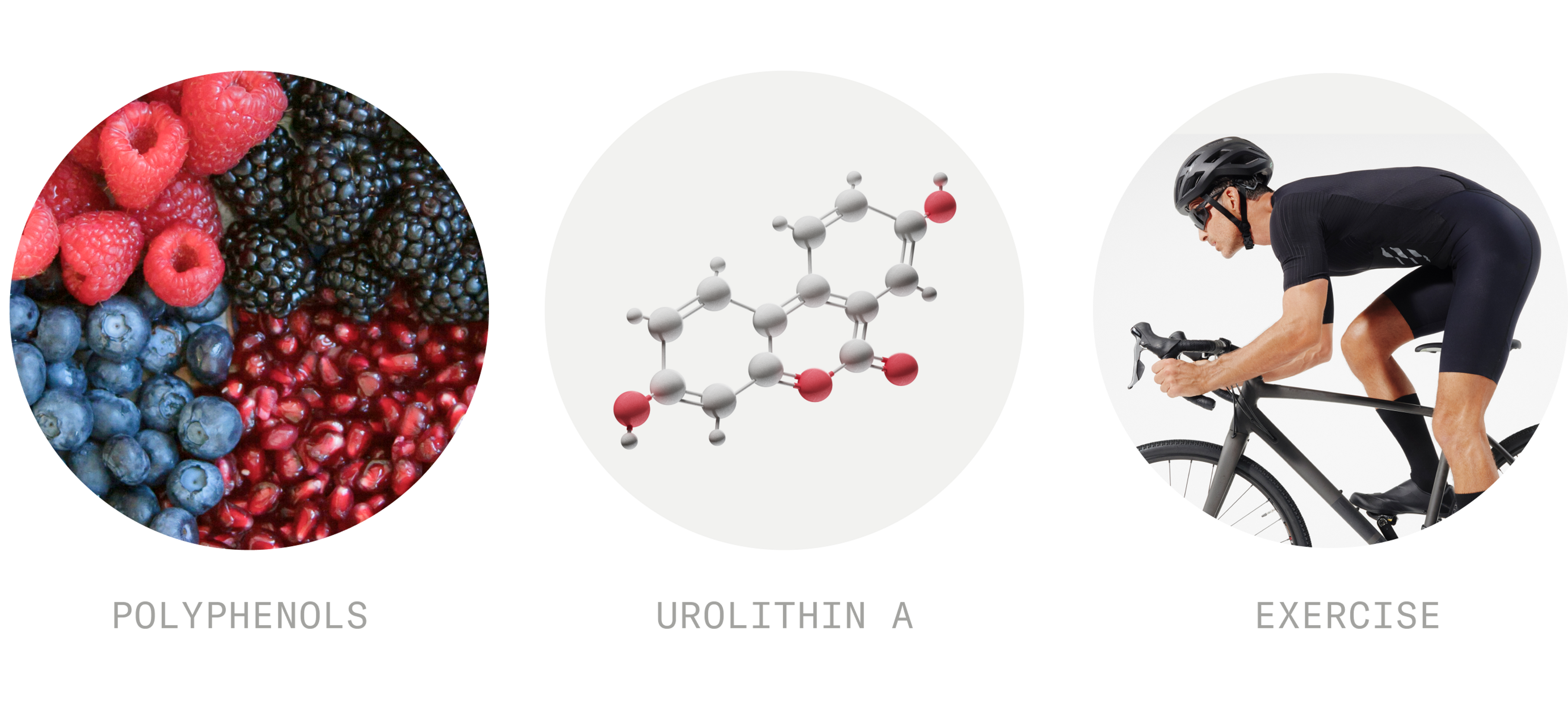 Polyphenols, Urolithin A, Exercise