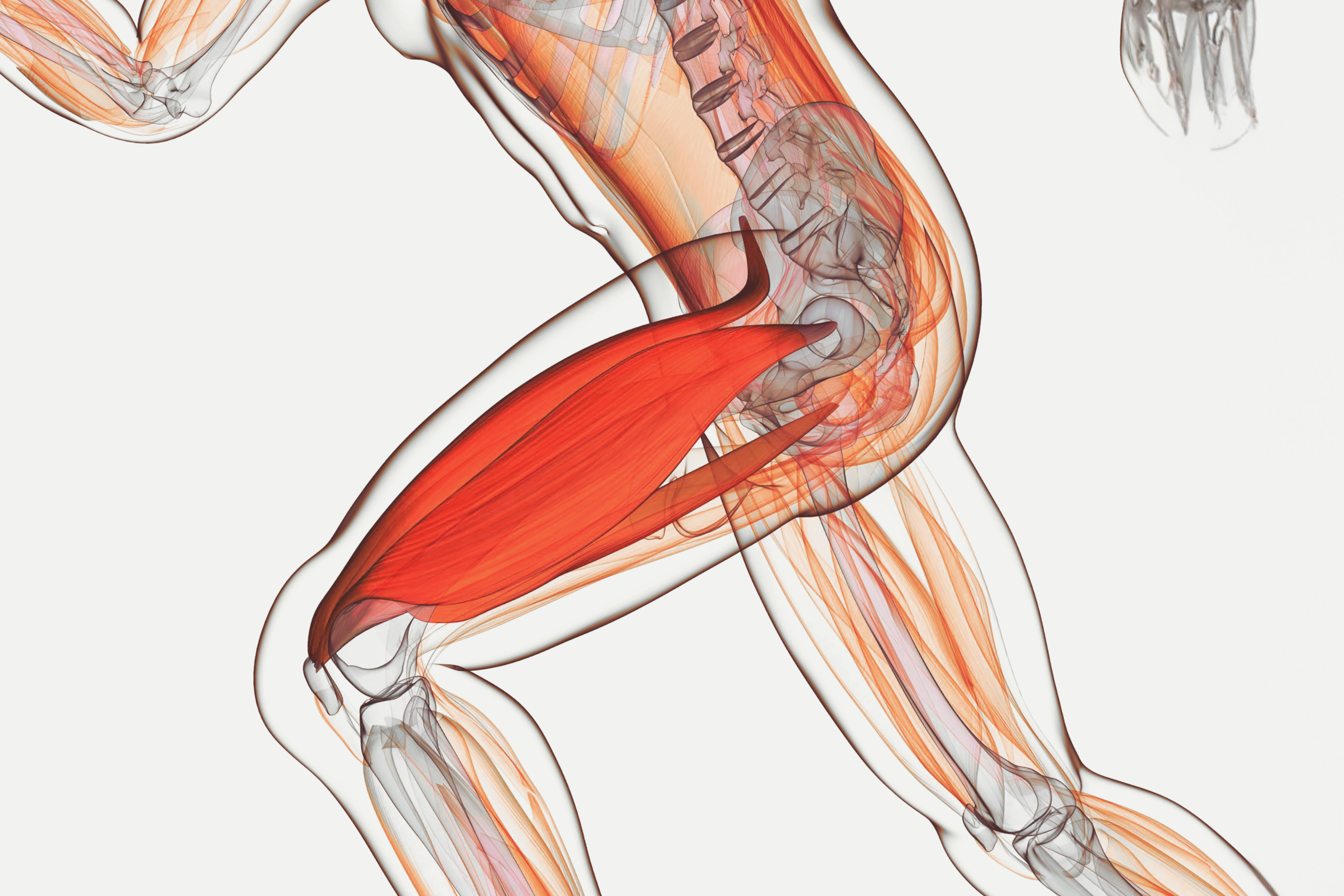 3d representation of muscles and physical activity