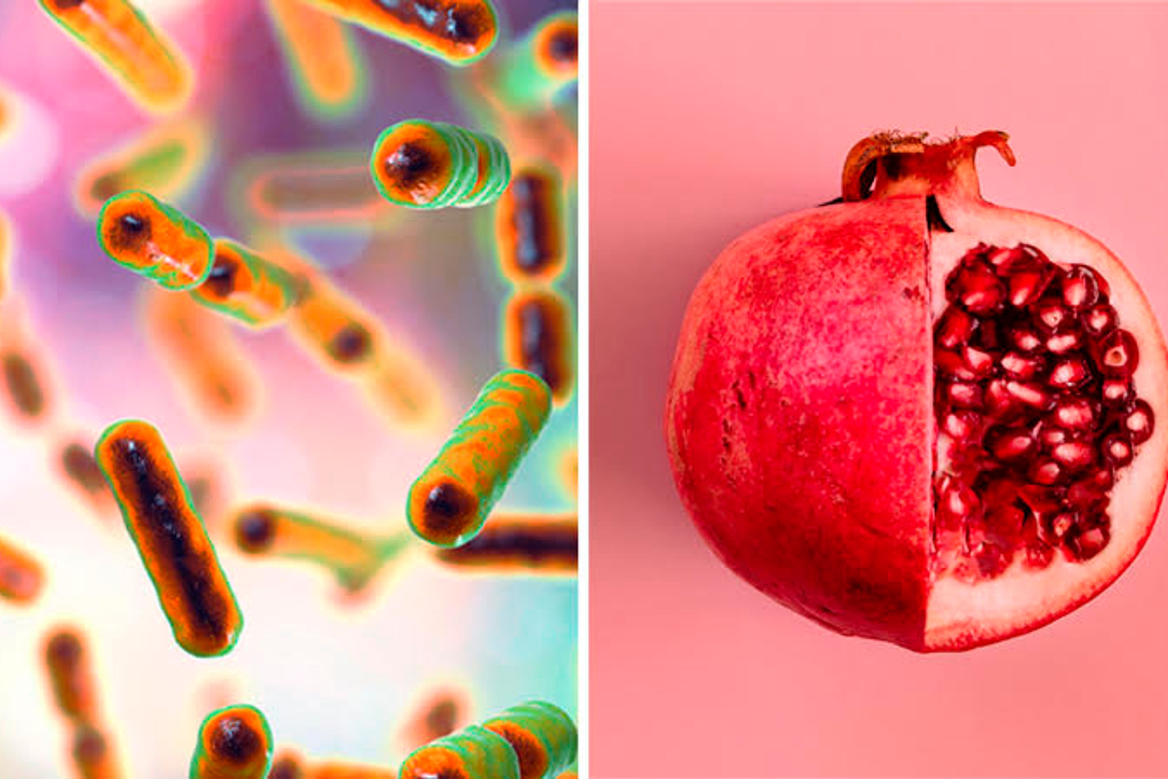 Mitochondria next to a pomegranate