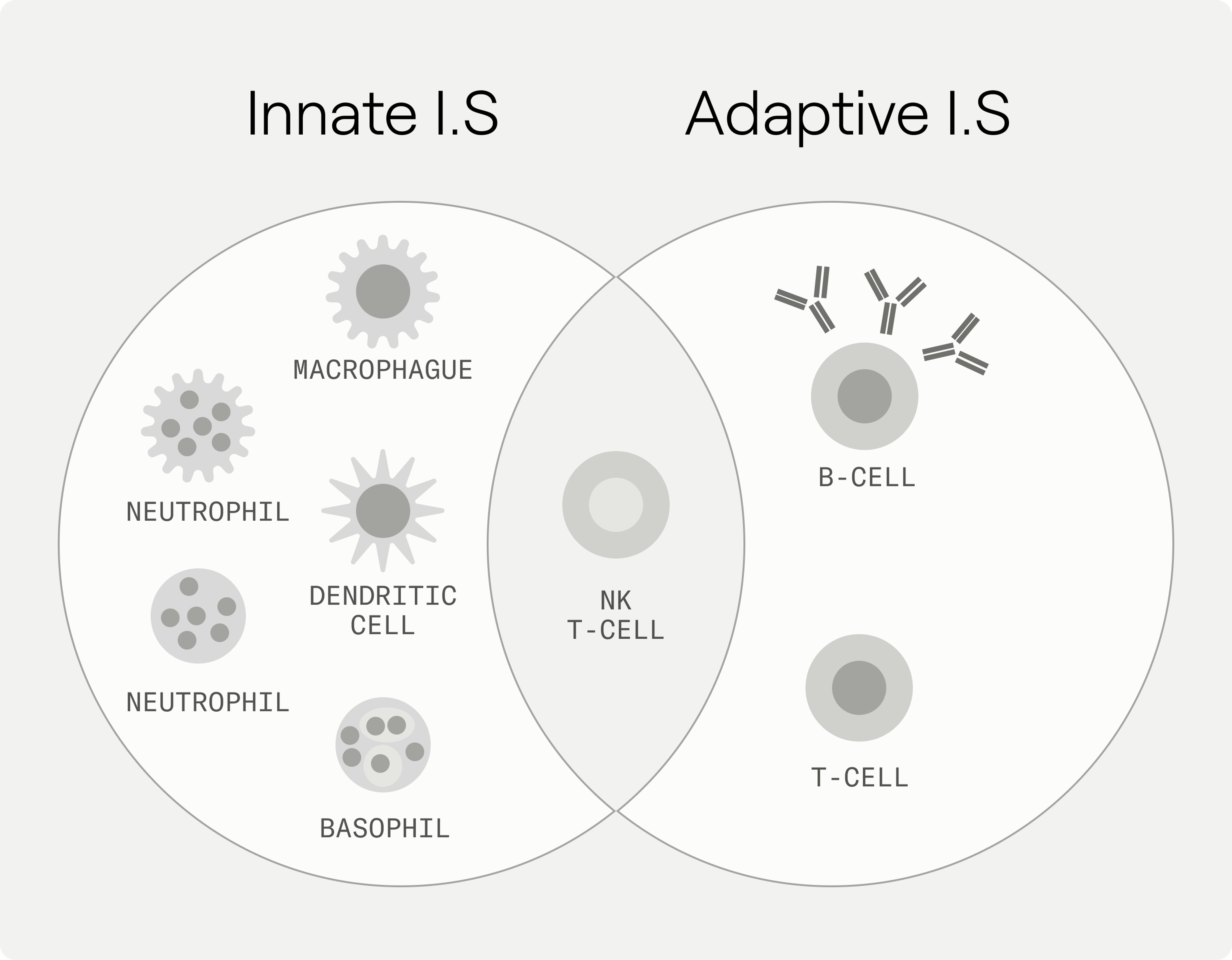 Some of the cell types of the inmmune system