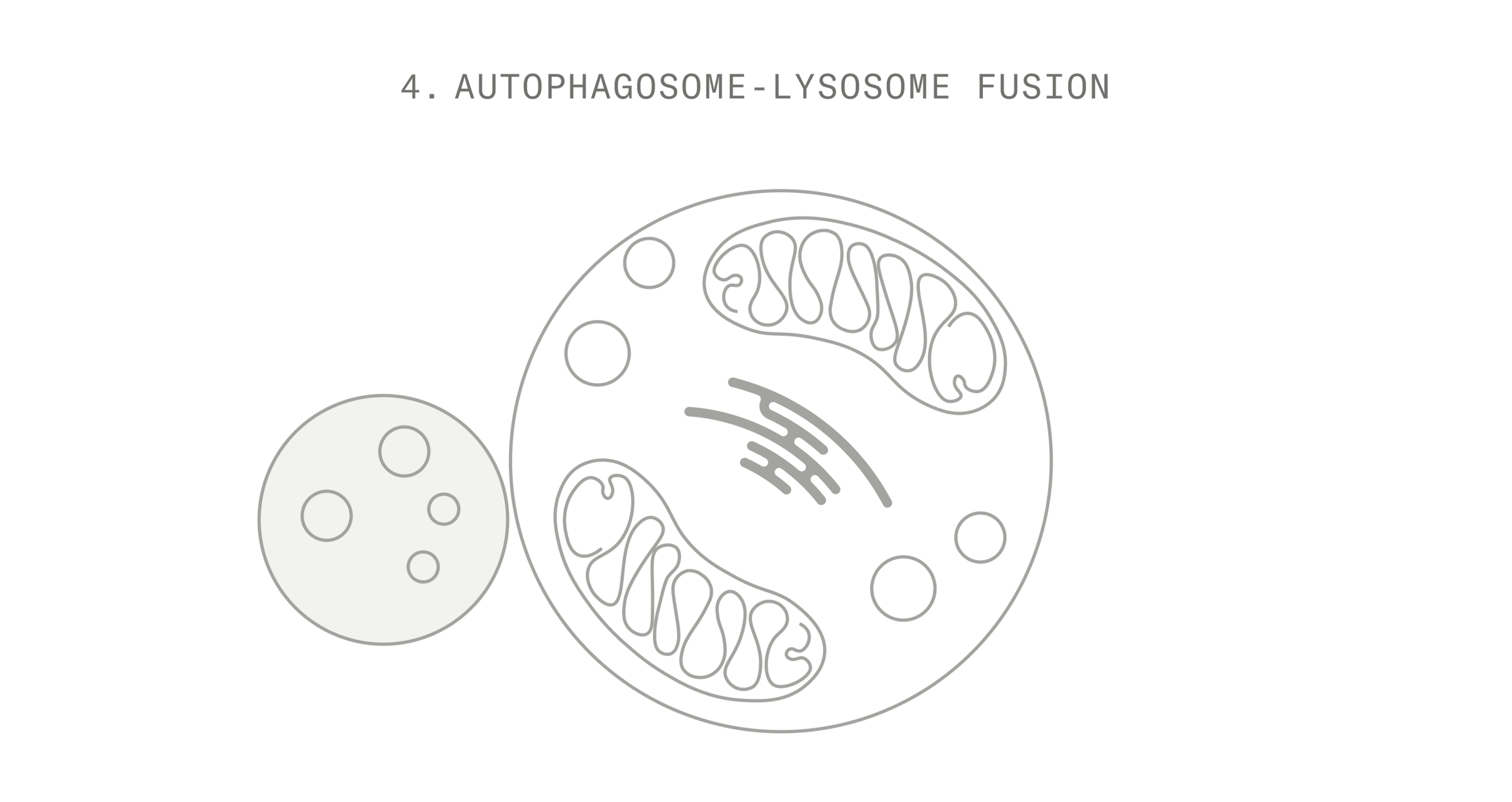Autophagy Stage 4
