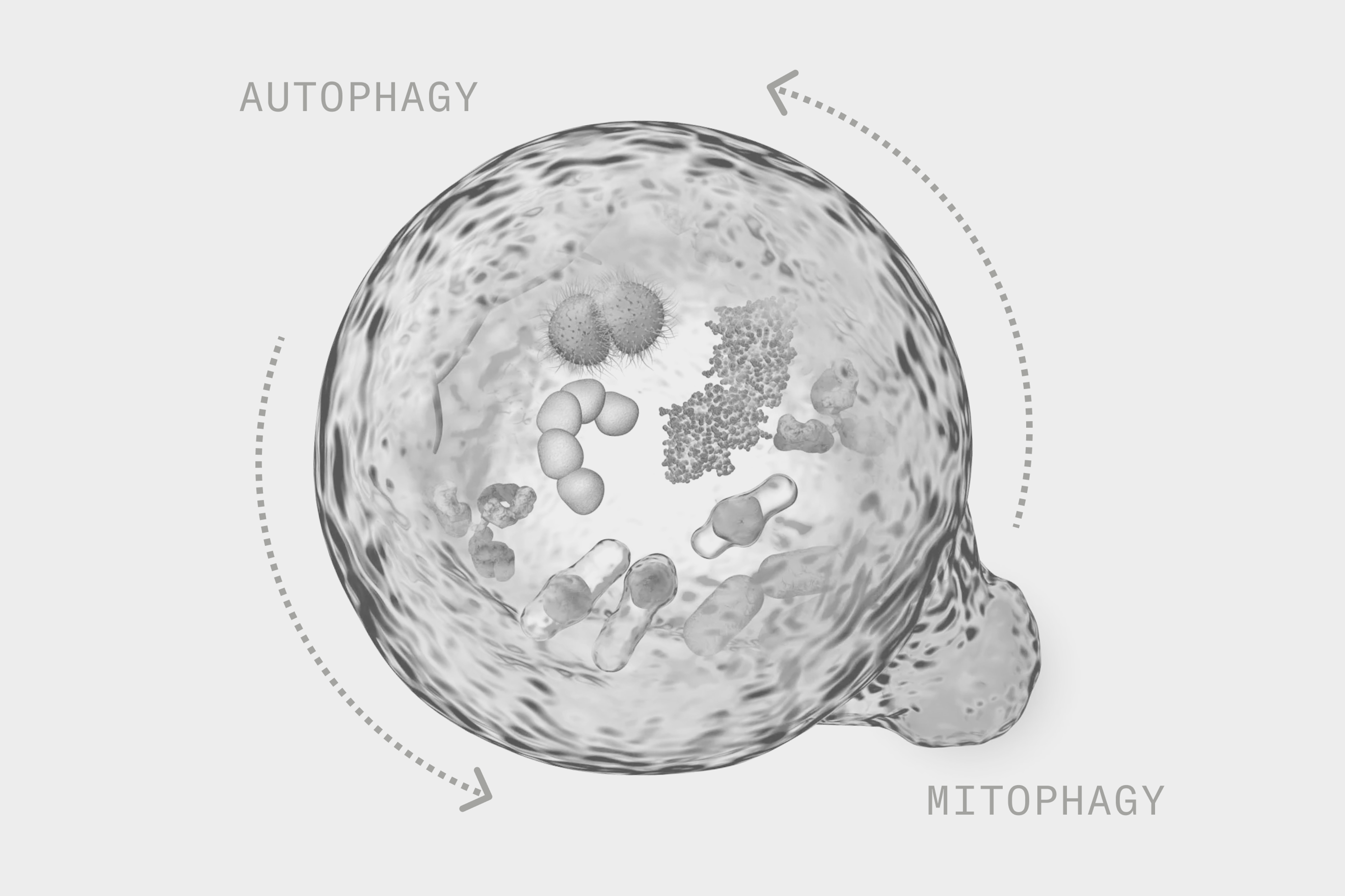 Autophagy vs mitophagy