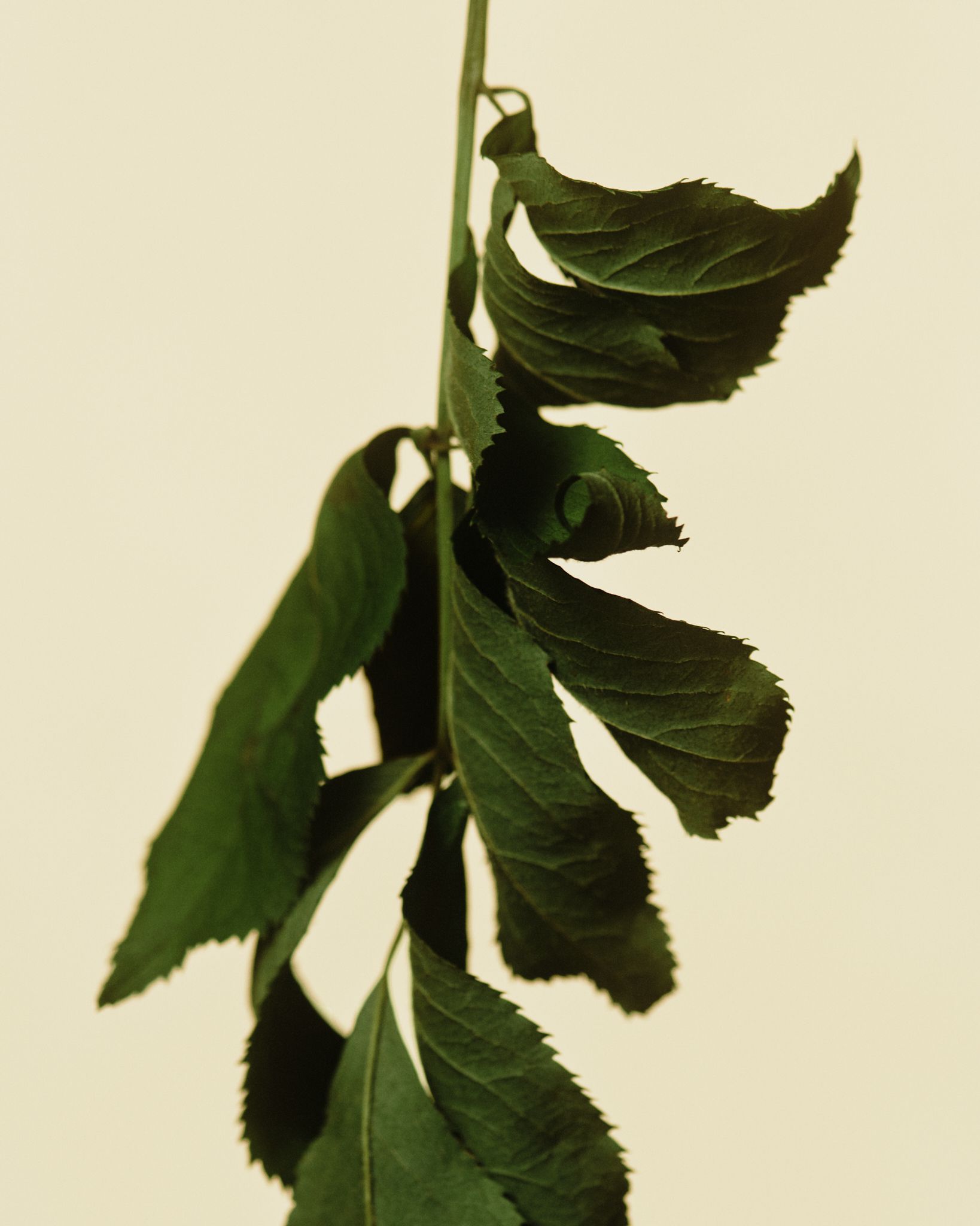 Green Tea ingredient