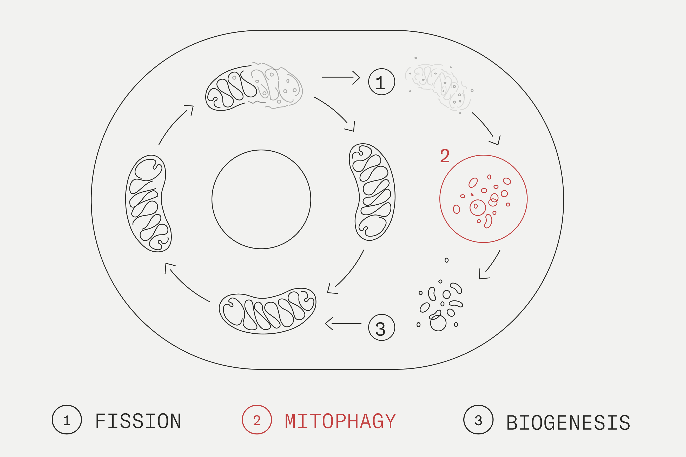 Mitophagy phases