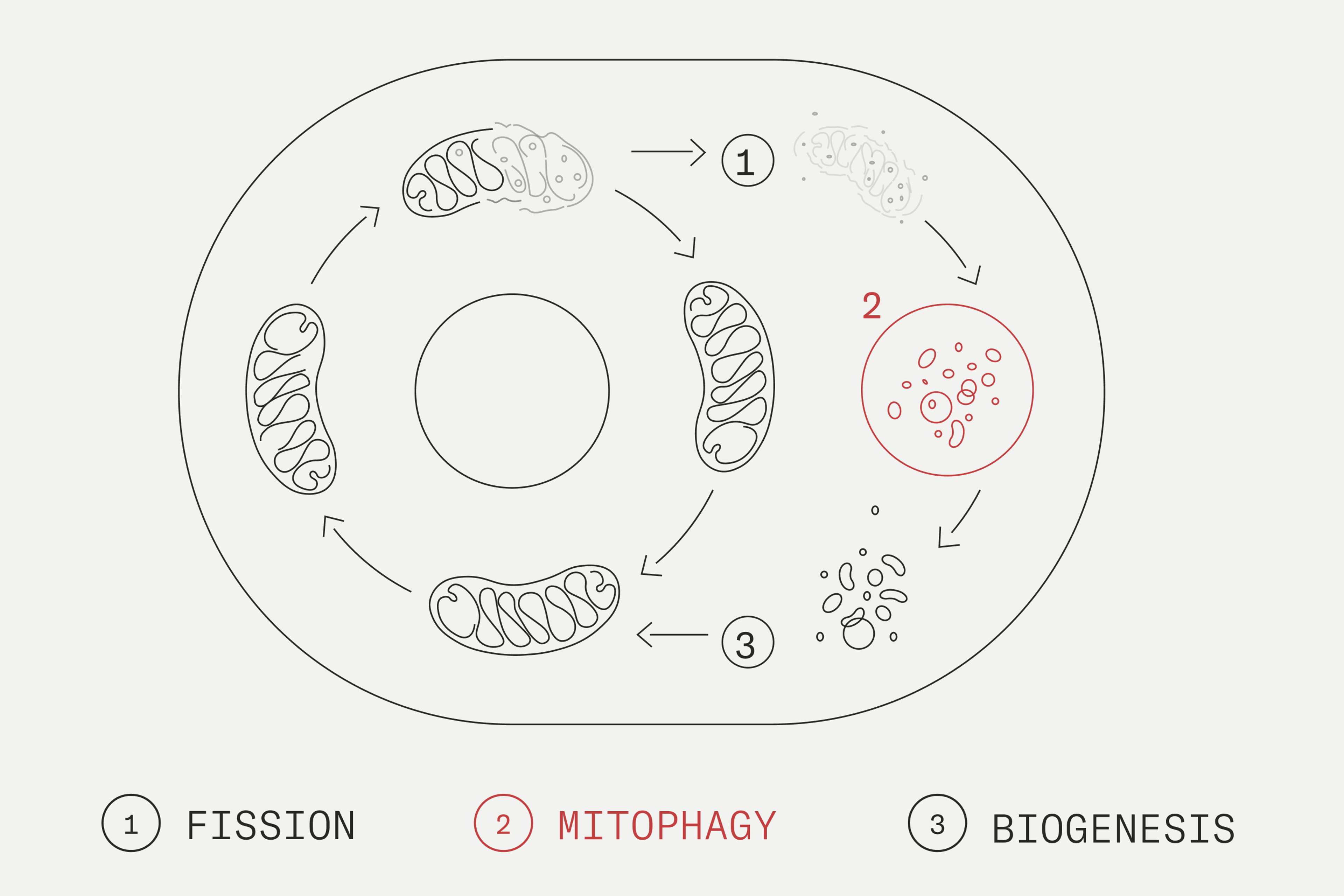 Mitophagy phases