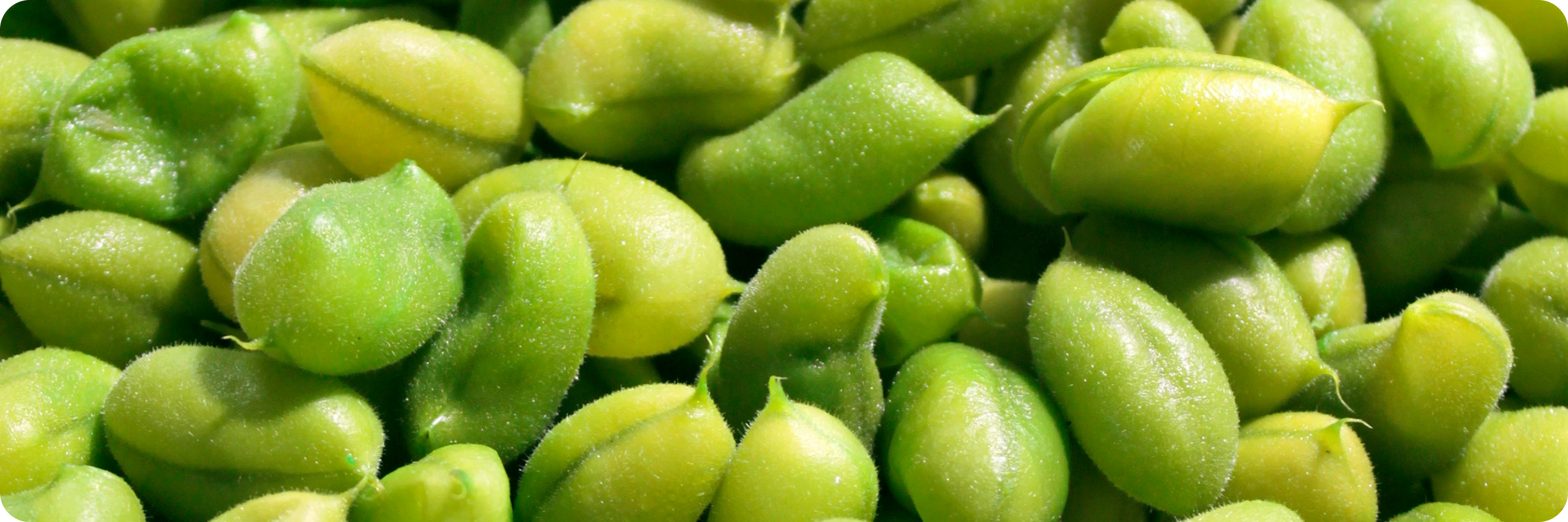Edamame