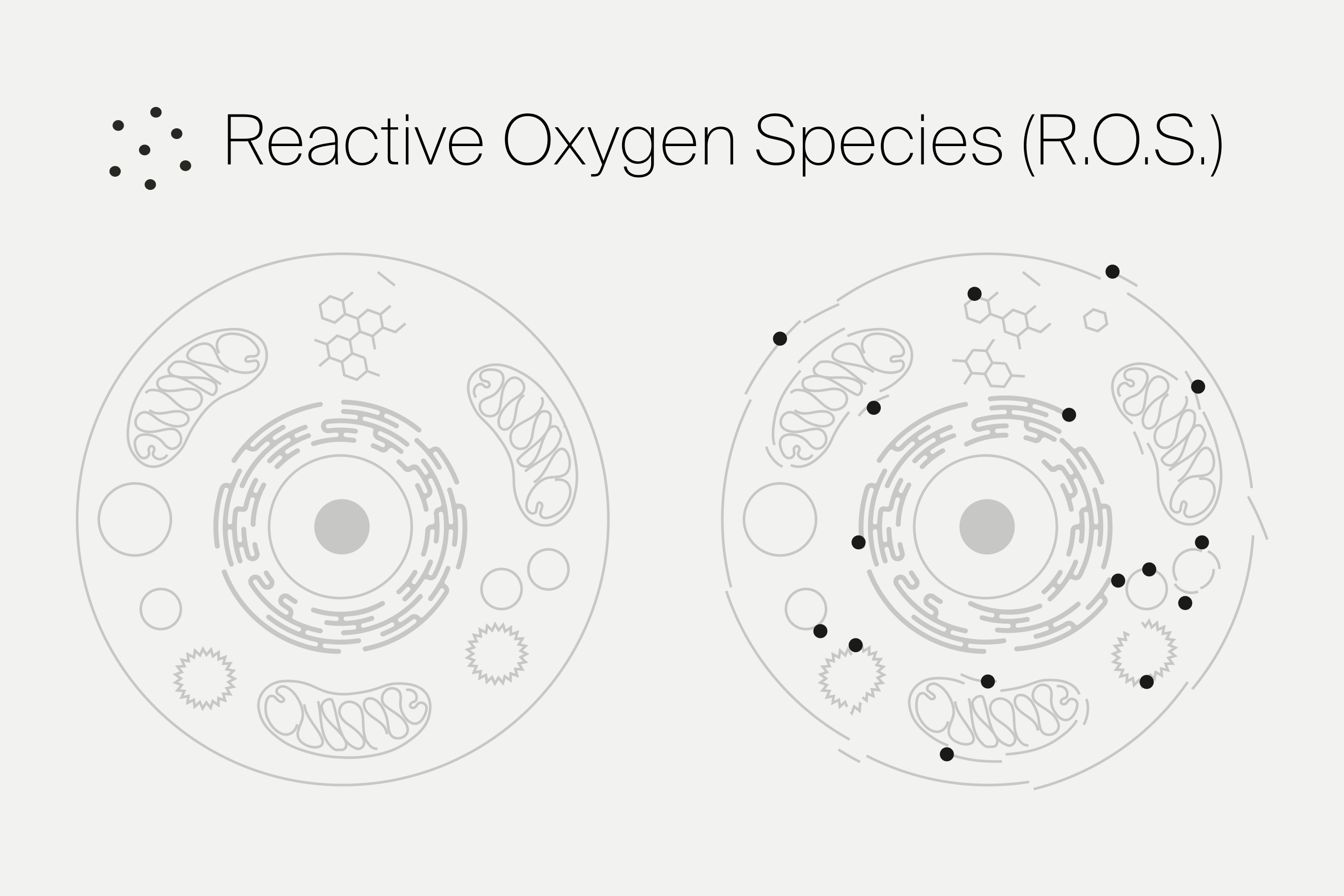 Reactive Oxygen Species