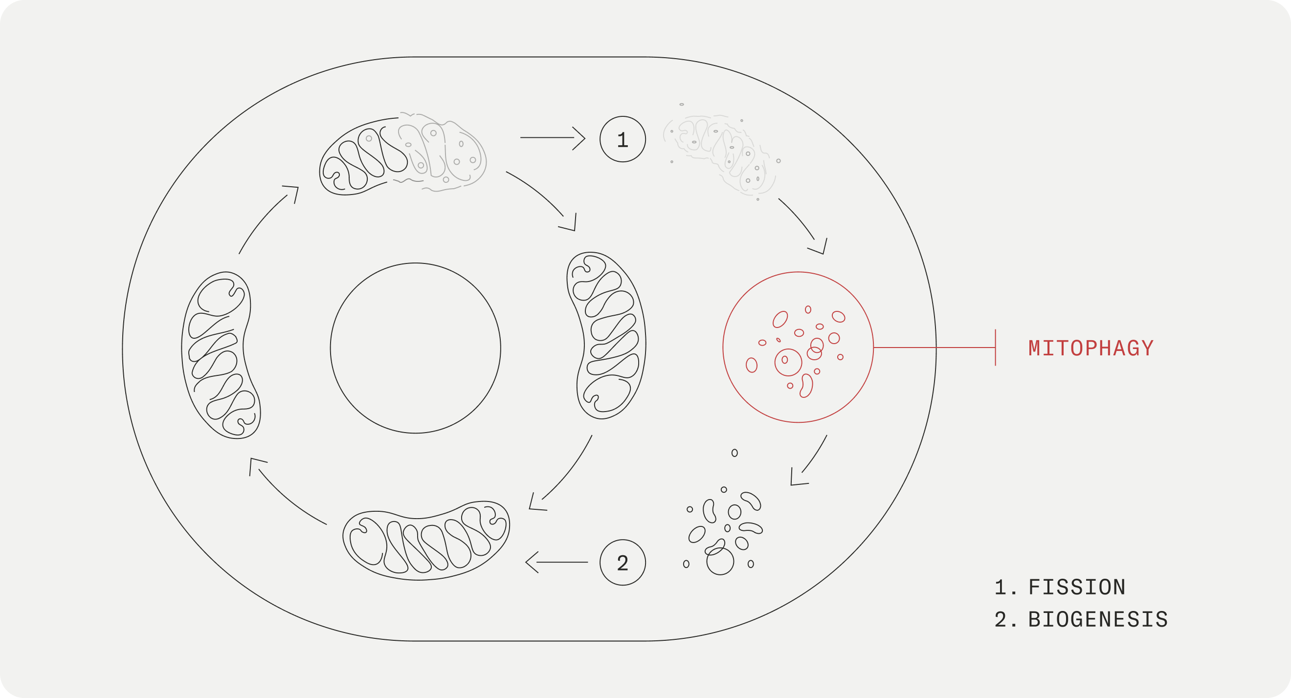 Mitophagy