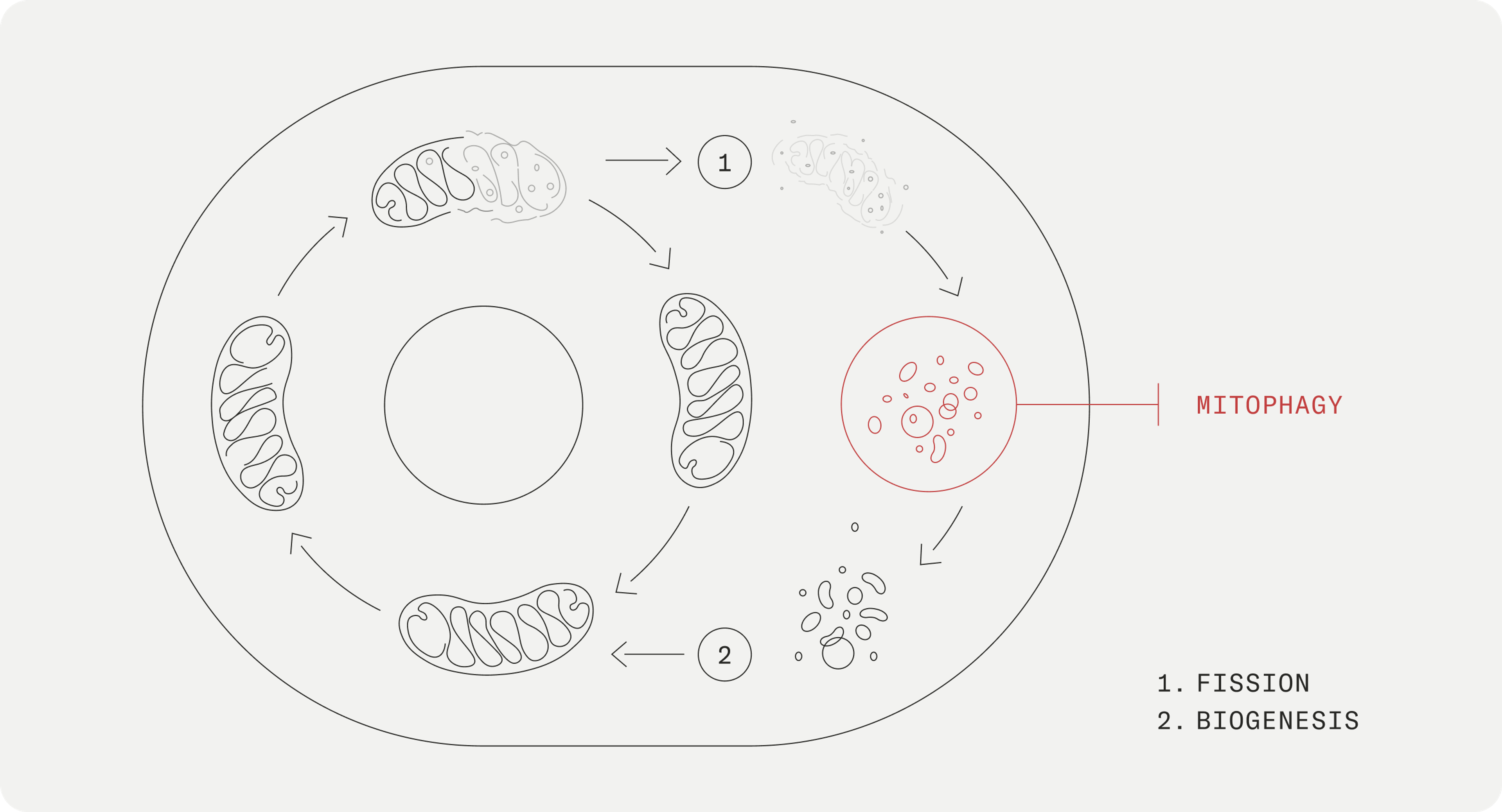 Mitophagy