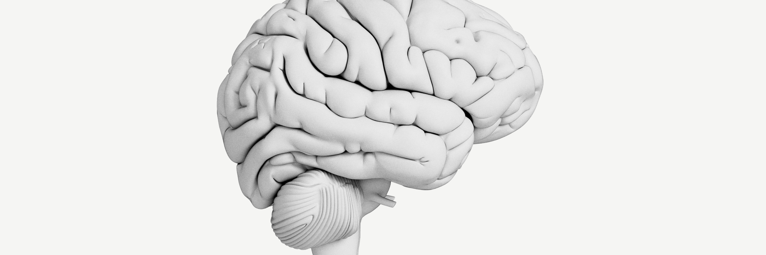 brain