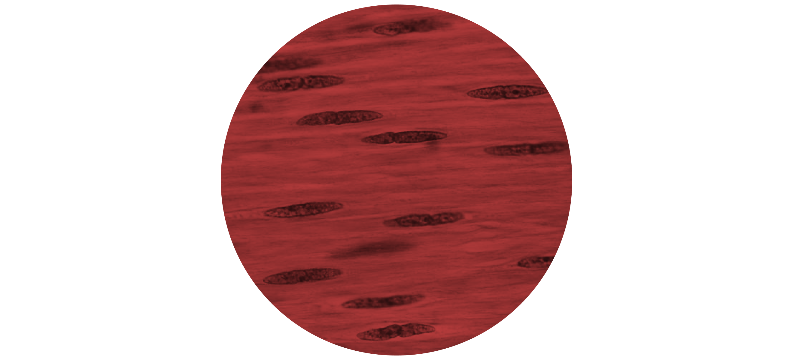 Muscle fibers