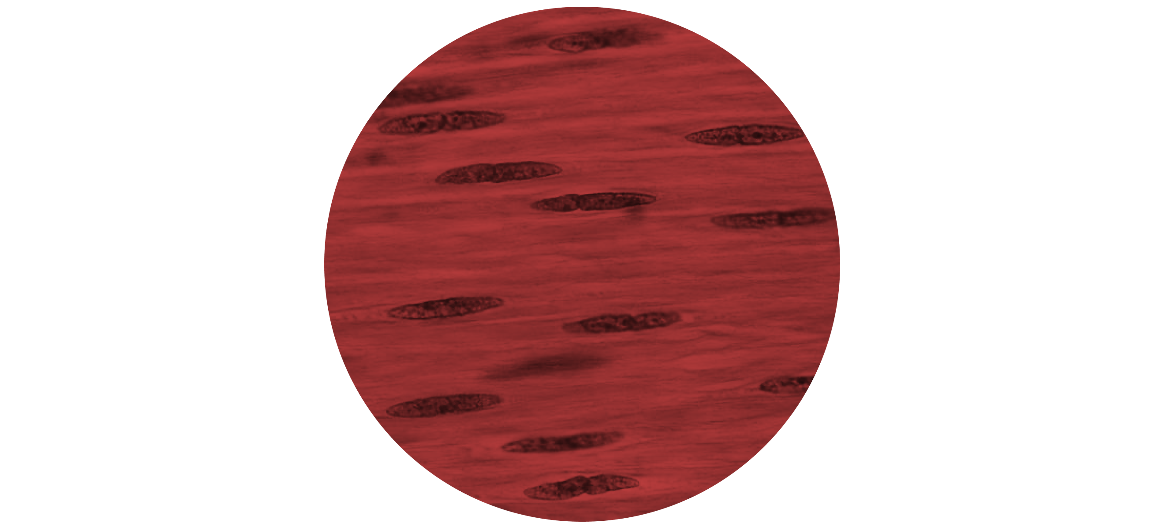 Muscle fibers
