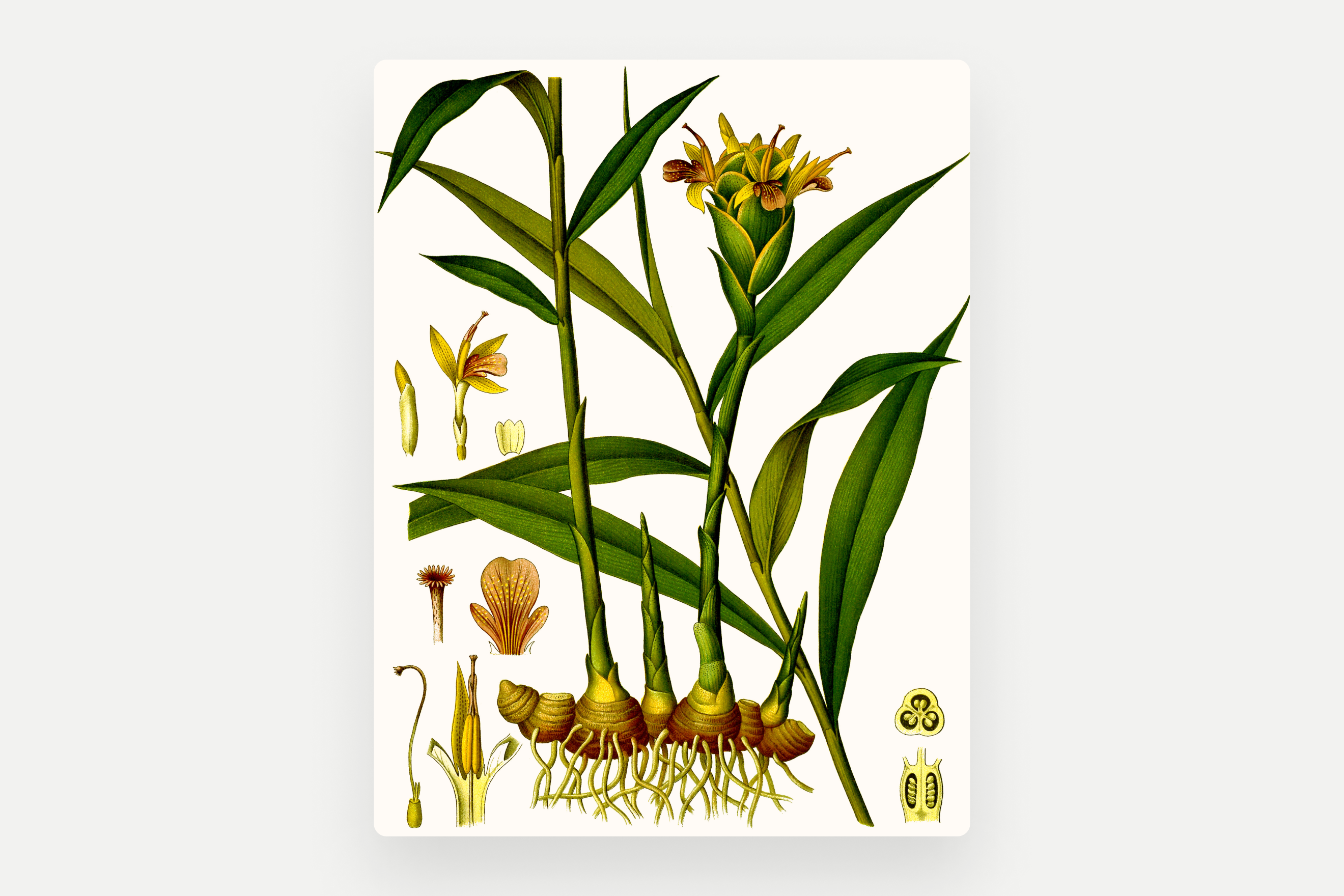 Zingiber officinale