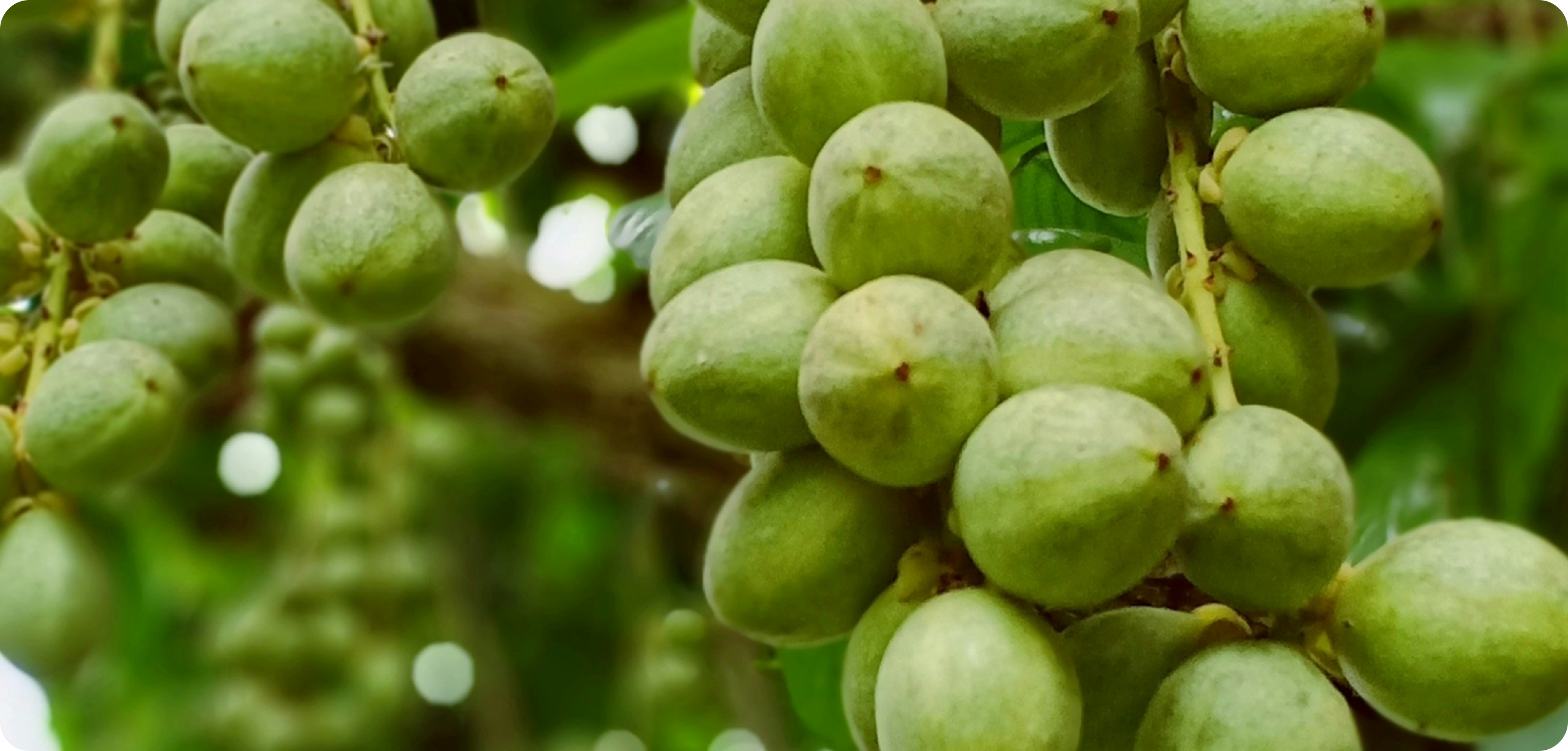 Shea Nuts
