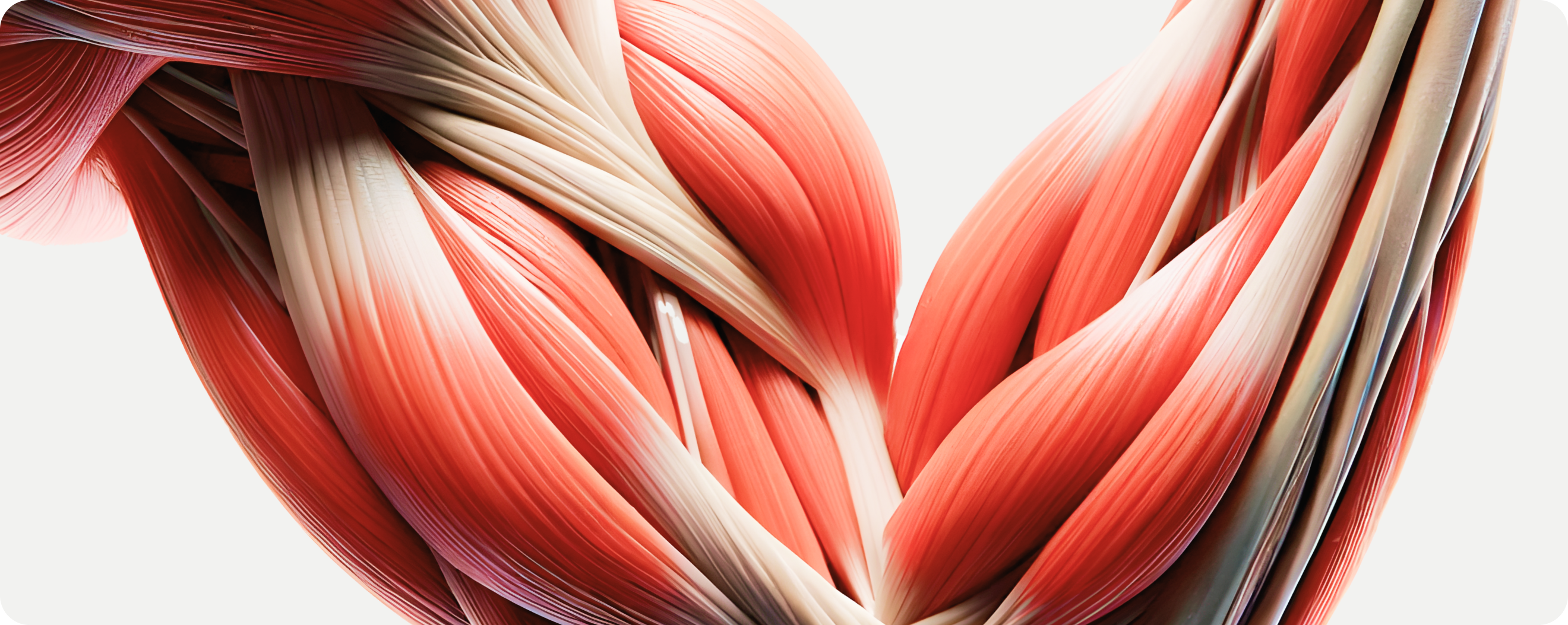 Muscle fibers