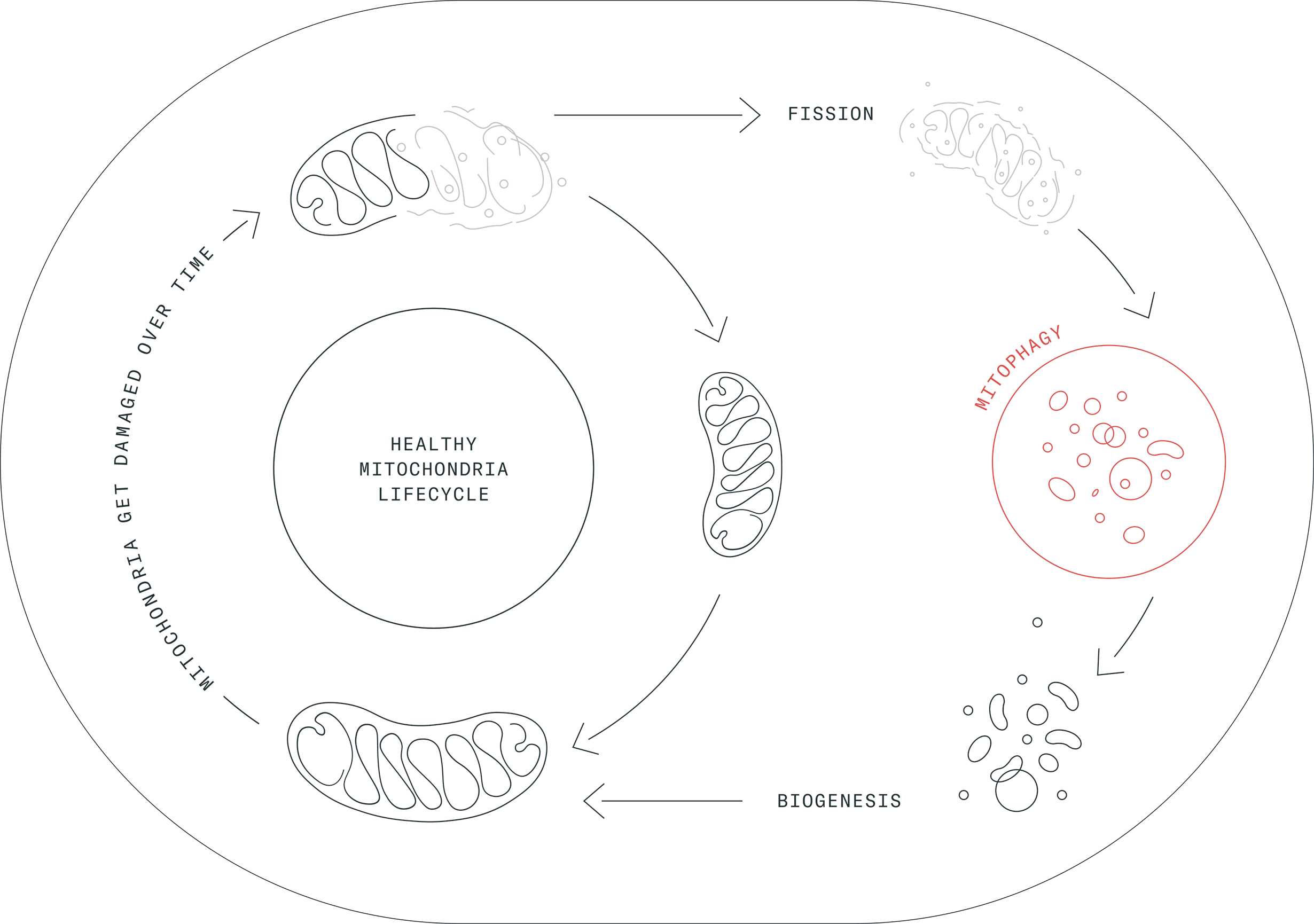 Mitophagy and biogenesis are key processes that are coordinated to maintain our cells healthy. (Image credit: Amazentis)