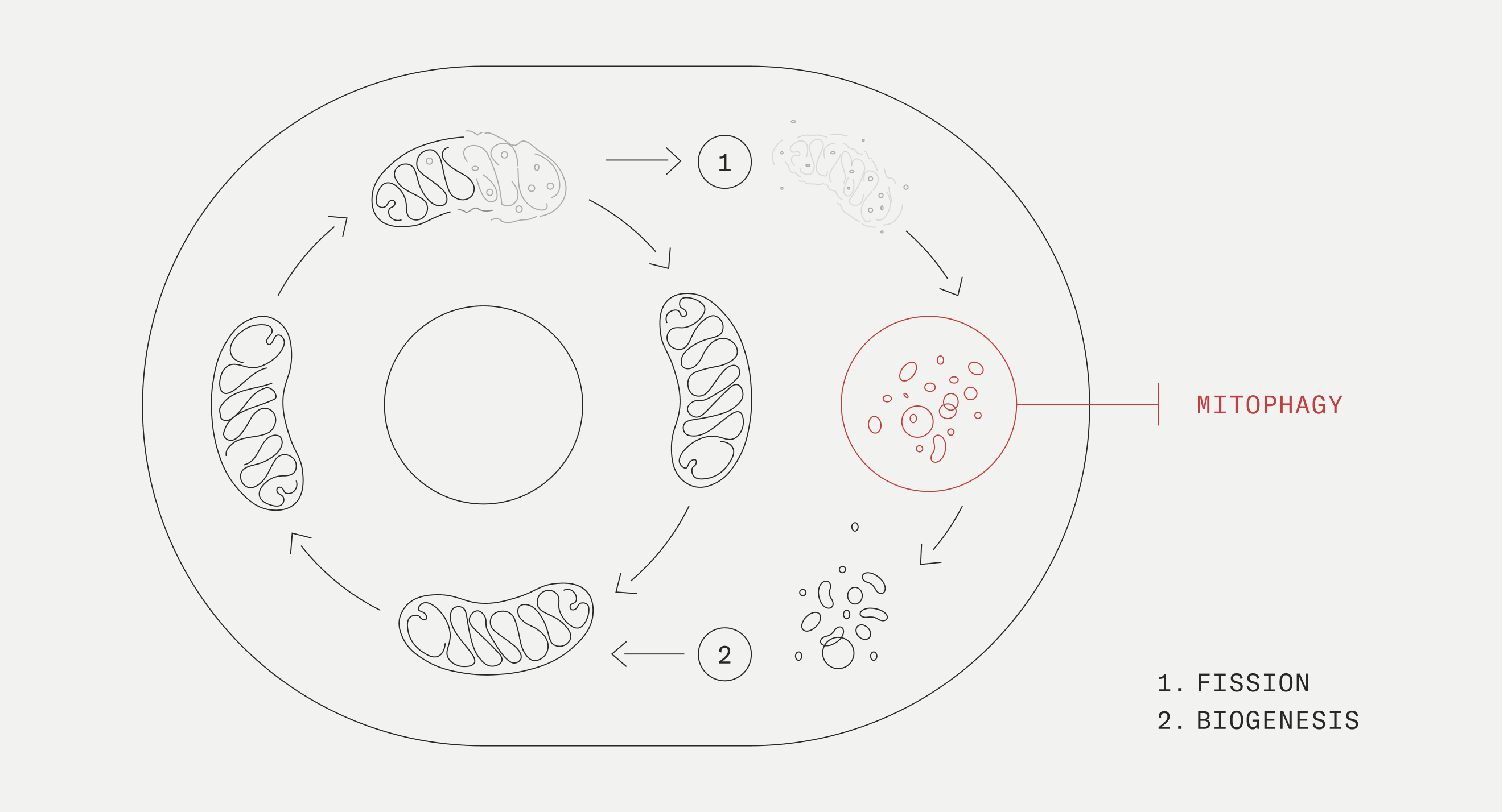Mitophagy