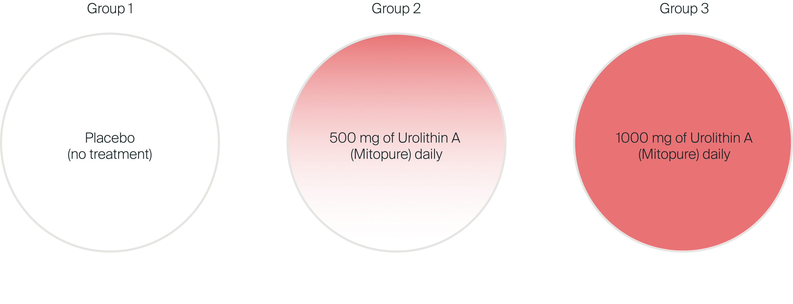 Control Group took placebo (no treatment), Group 2 took 500mg of Urolithin A (Mitopure) daily, Group 3 took 1000mg of Urolithin A (Mitopure) daily