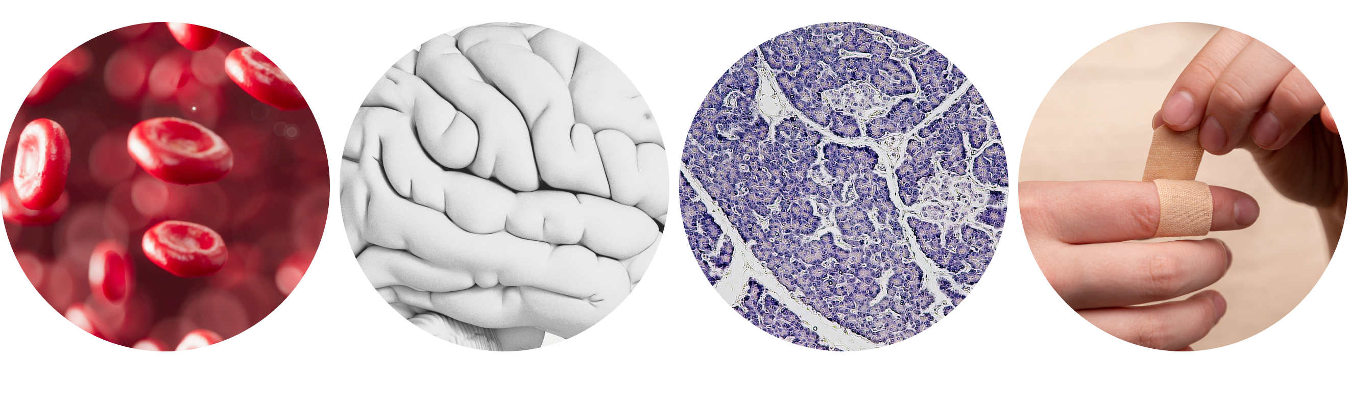 Blood cells, Brain tissue, Panchreas, wound healing