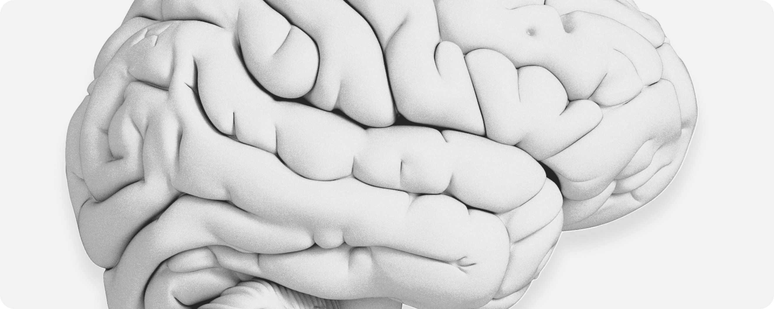 Brain
