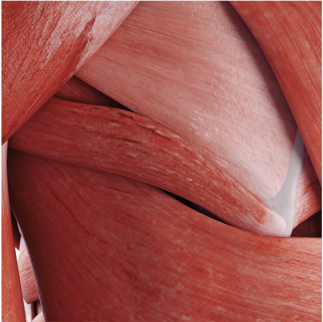Muscle fibers