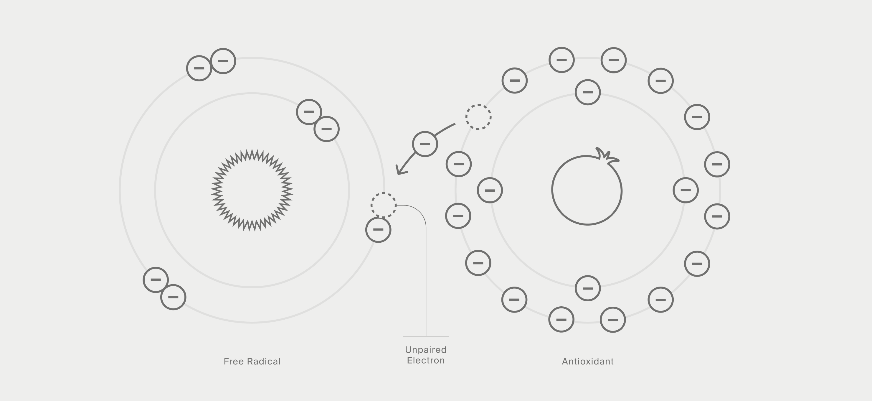 Diagram depicting an antioxidant atom giving away an electron to a free radical atom